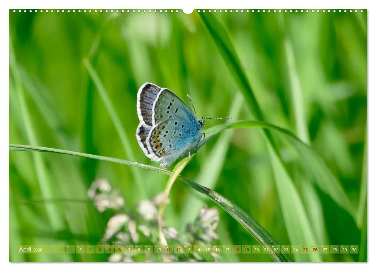 Bild: 9783457567869 | Schmetterlingsjahr (Wandkalender 2026 DIN A2 quer), CALVENDO...