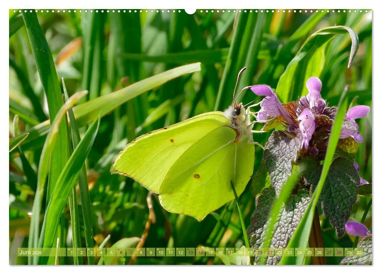 Bild: 9783457567869 | Schmetterlingsjahr (Wandkalender 2026 DIN A2 quer), CALVENDO...