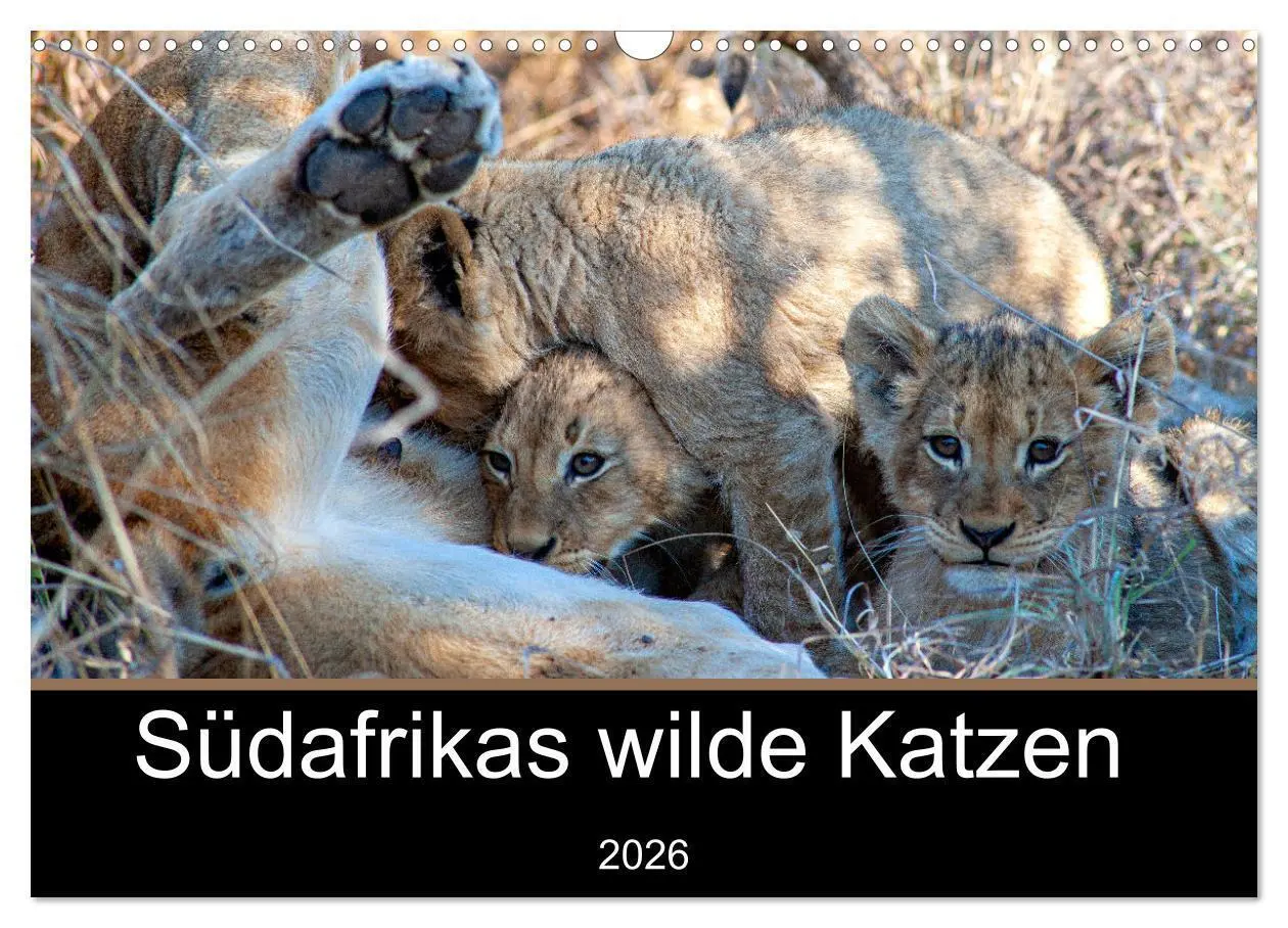 Cover: 9783457637869 | Südafrikas wilde Katzen (Wandkalender 2026 DIN A3 quer), CALVENDO...