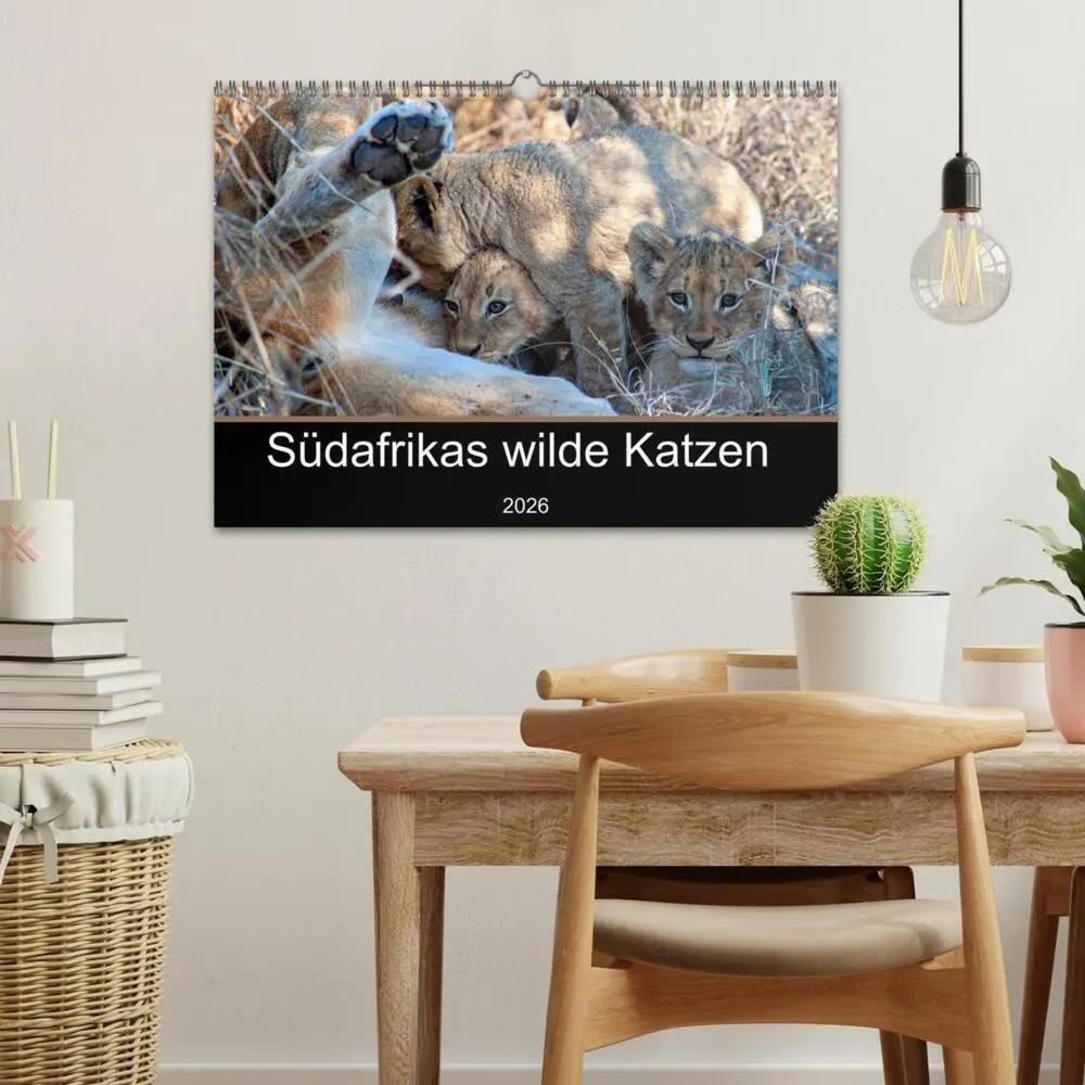 Bild: 9783457637869 | Südafrikas wilde Katzen (Wandkalender 2026 DIN A3 quer), CALVENDO...
