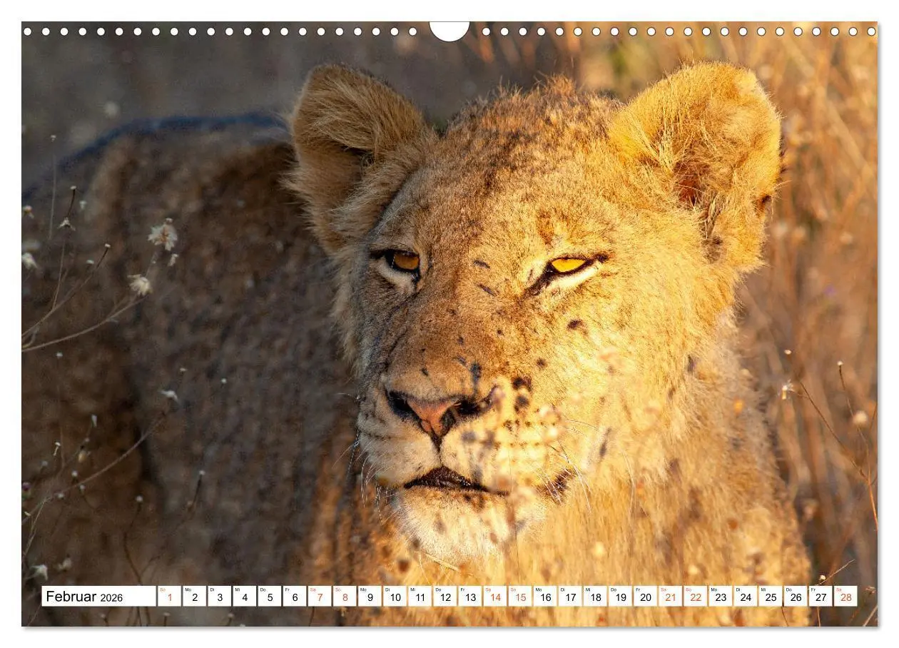 Bild: 9783457637869 | Südafrikas wilde Katzen (Wandkalender 2026 DIN A3 quer), CALVENDO...
