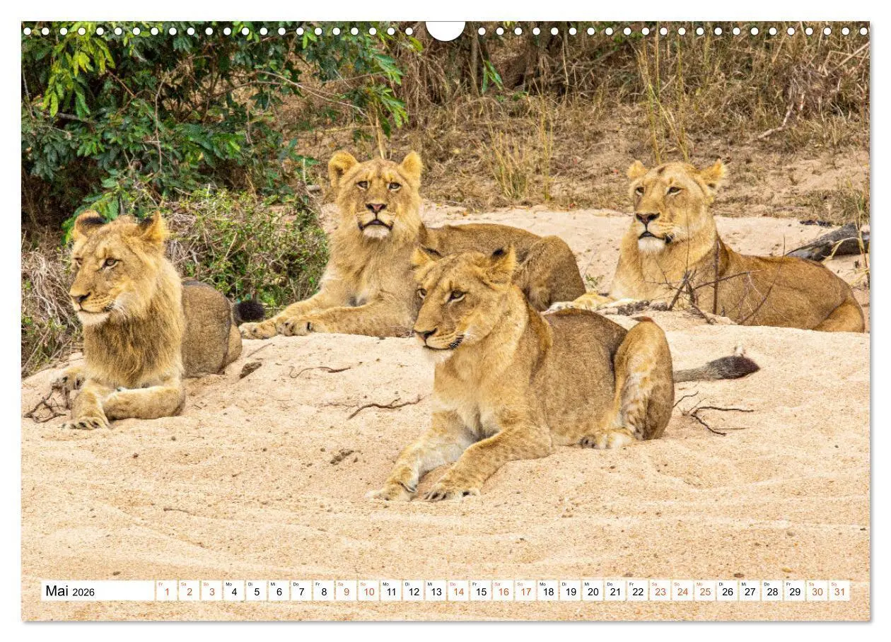 Bild: 9783457637869 | Südafrikas wilde Katzen (Wandkalender 2026 DIN A3 quer), CALVENDO...