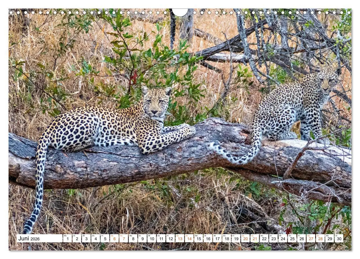 Bild: 9783457637869 | Südafrikas wilde Katzen (Wandkalender 2026 DIN A3 quer), CALVENDO...
