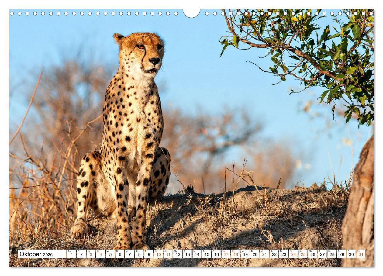 Bild: 9783457637869 | Südafrikas wilde Katzen (Wandkalender 2026 DIN A3 quer), CALVENDO...