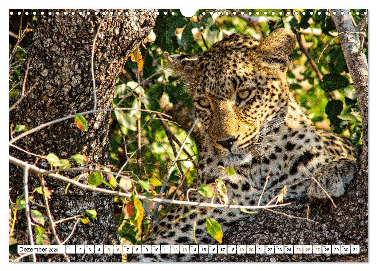 Bild: 9783457637869 | Südafrikas wilde Katzen (Wandkalender 2026 DIN A3 quer), CALVENDO...