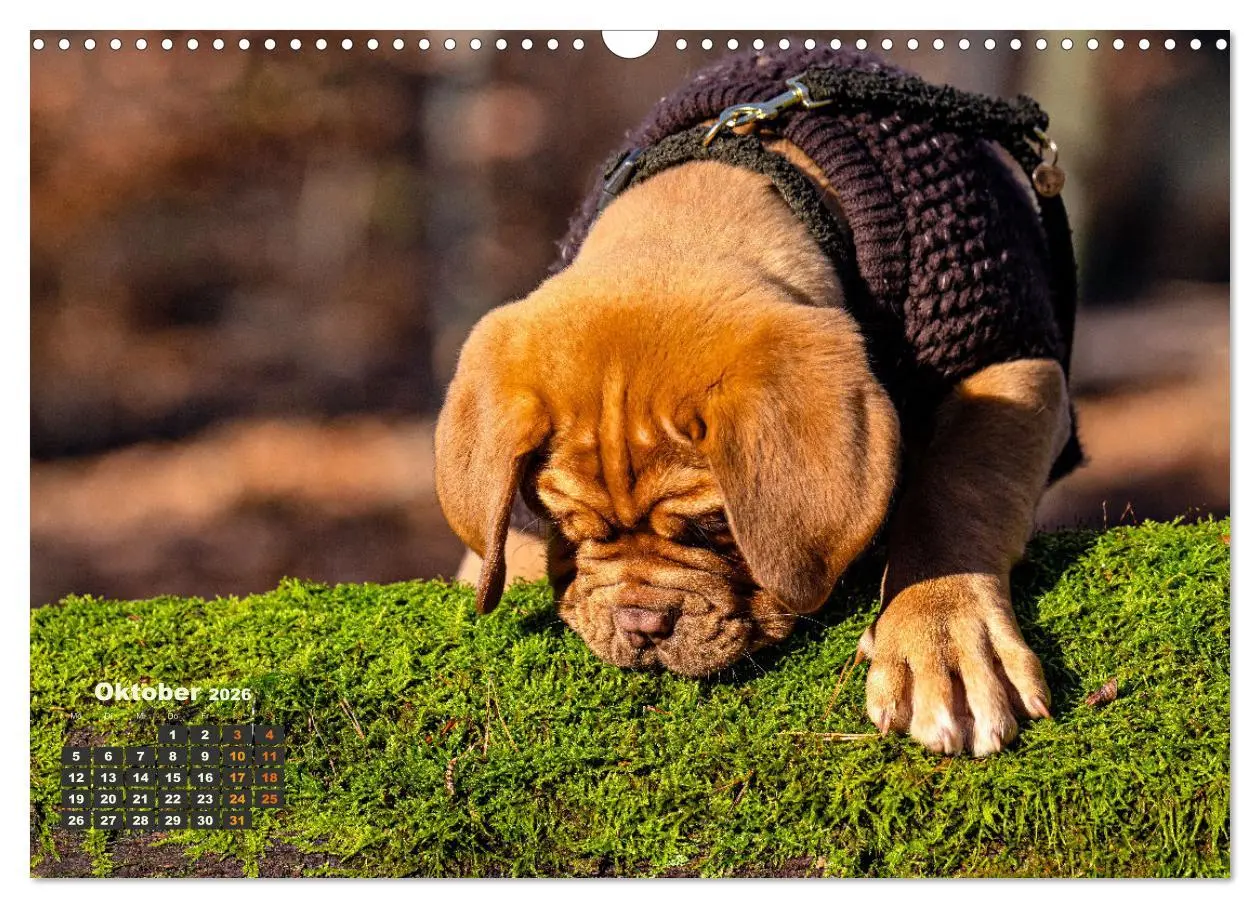 Bild: 9783457247969 | Eine kleine Bordeauxdogge entdeckt die Welt (Wandkalender 2026 DIN...