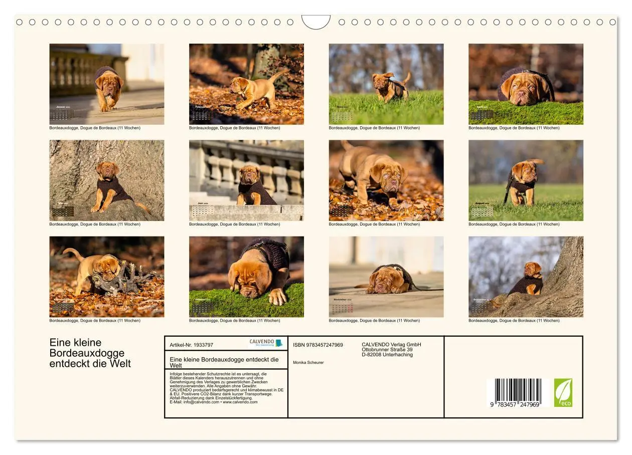 Bild: 9783457247969 | Eine kleine Bordeauxdogge entdeckt die Welt (Wandkalender 2026 DIN...
