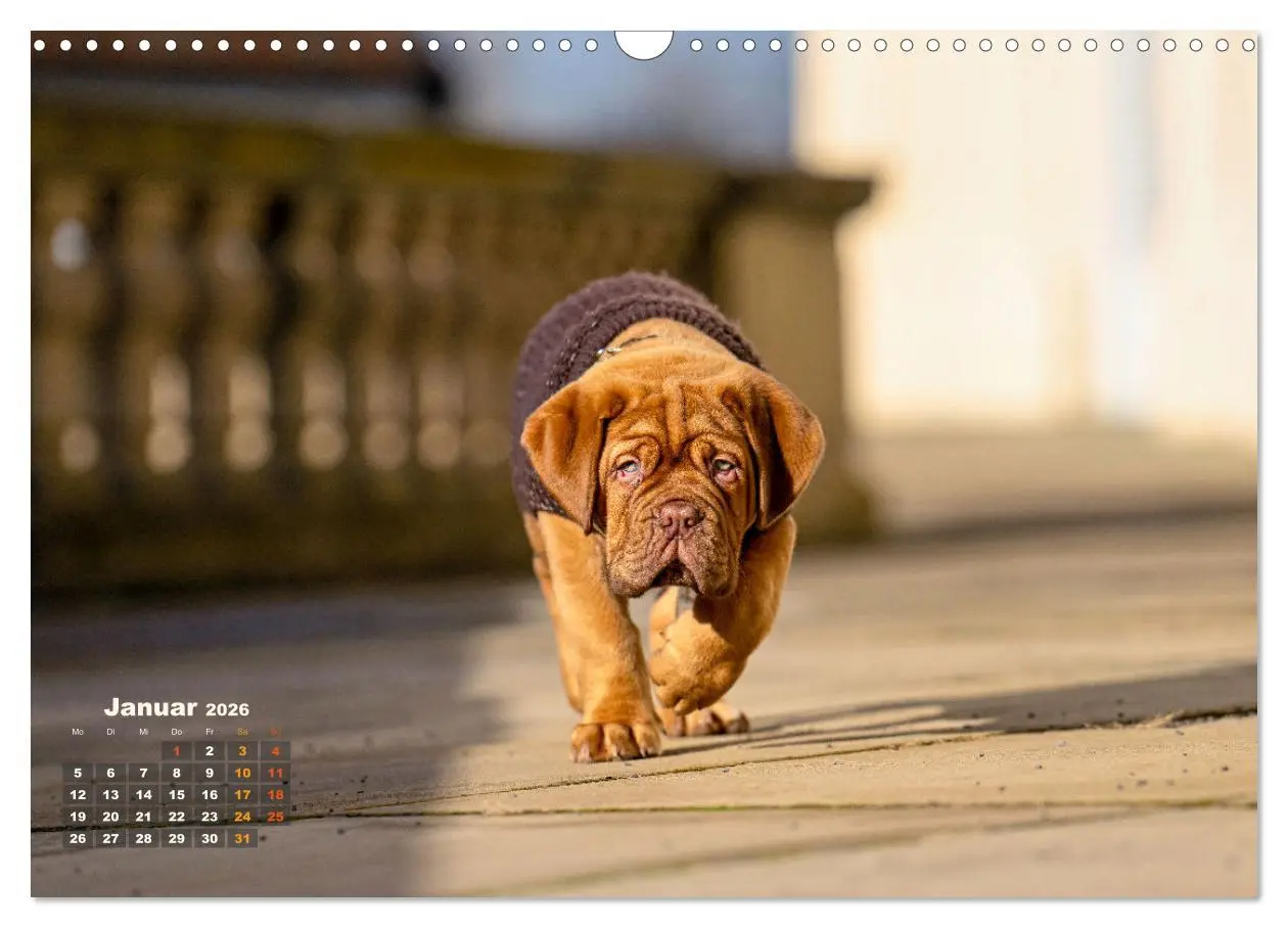 Bild: 9783457247969 | Eine kleine Bordeauxdogge entdeckt die Welt (Wandkalender 2026 DIN...