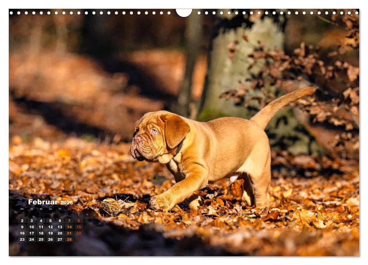 Bild: 9783457247969 | Eine kleine Bordeauxdogge entdeckt die Welt (Wandkalender 2026 DIN...