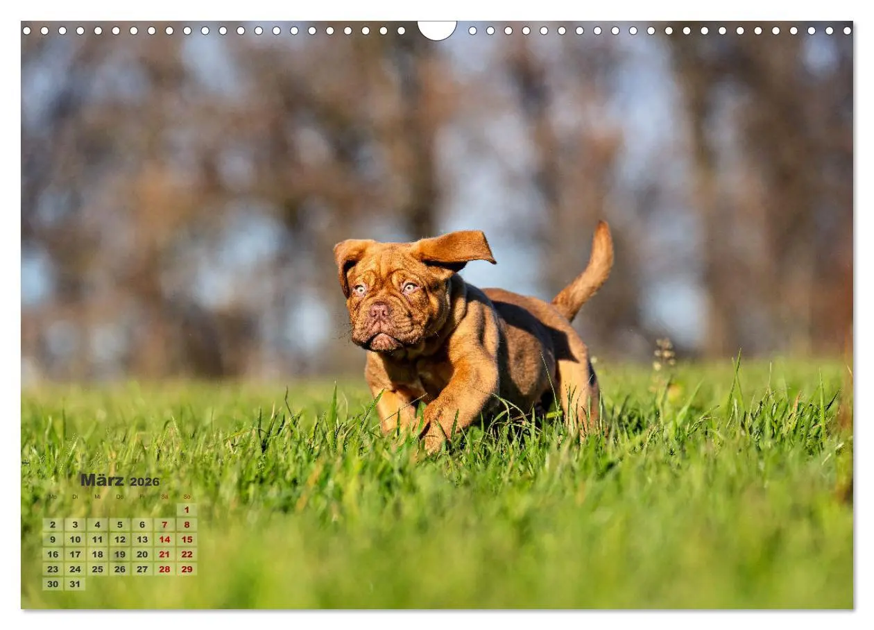Bild: 9783457247969 | Eine kleine Bordeauxdogge entdeckt die Welt (Wandkalender 2026 DIN...
