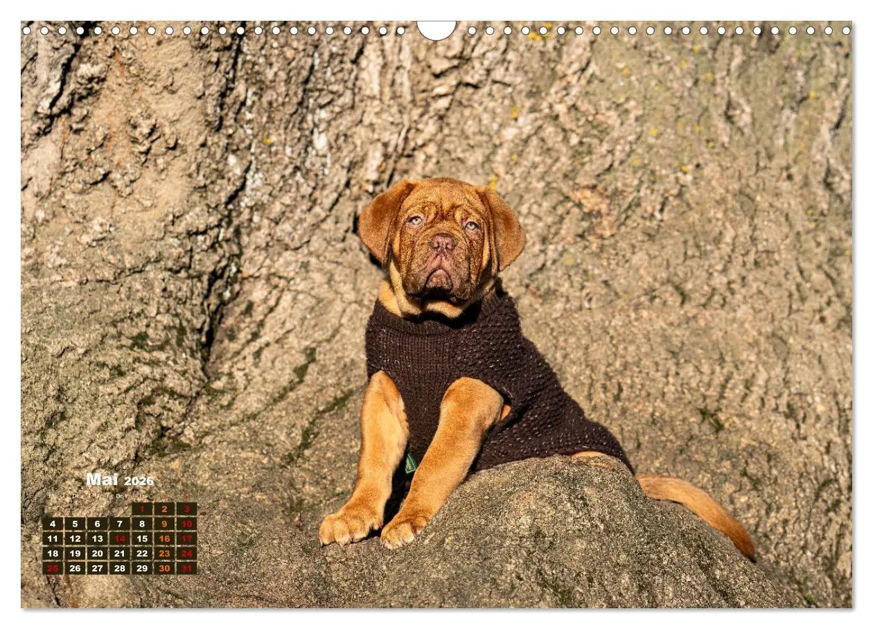 Bild: 9783457247969 | Eine kleine Bordeauxdogge entdeckt die Welt (Wandkalender 2026 DIN...