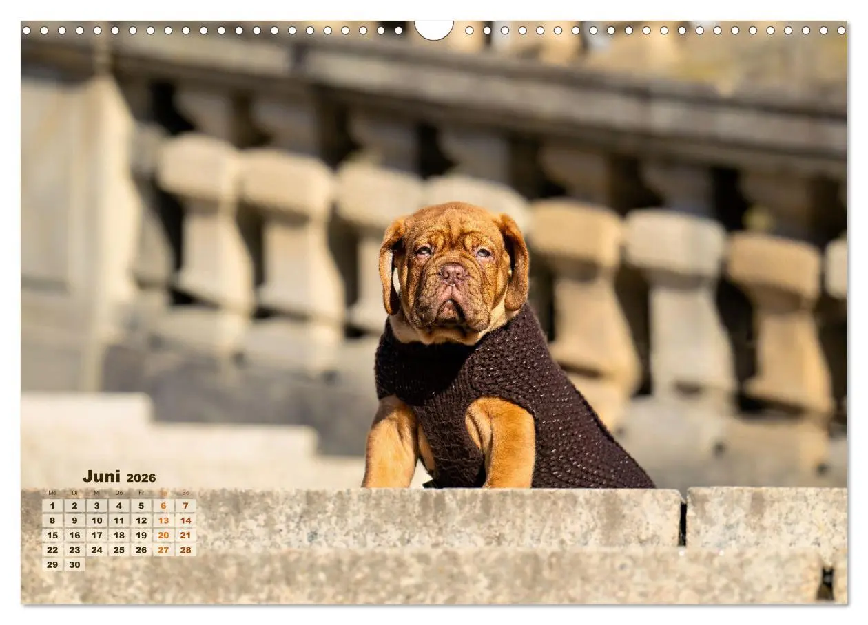 Bild: 9783457247969 | Eine kleine Bordeauxdogge entdeckt die Welt (Wandkalender 2026 DIN...