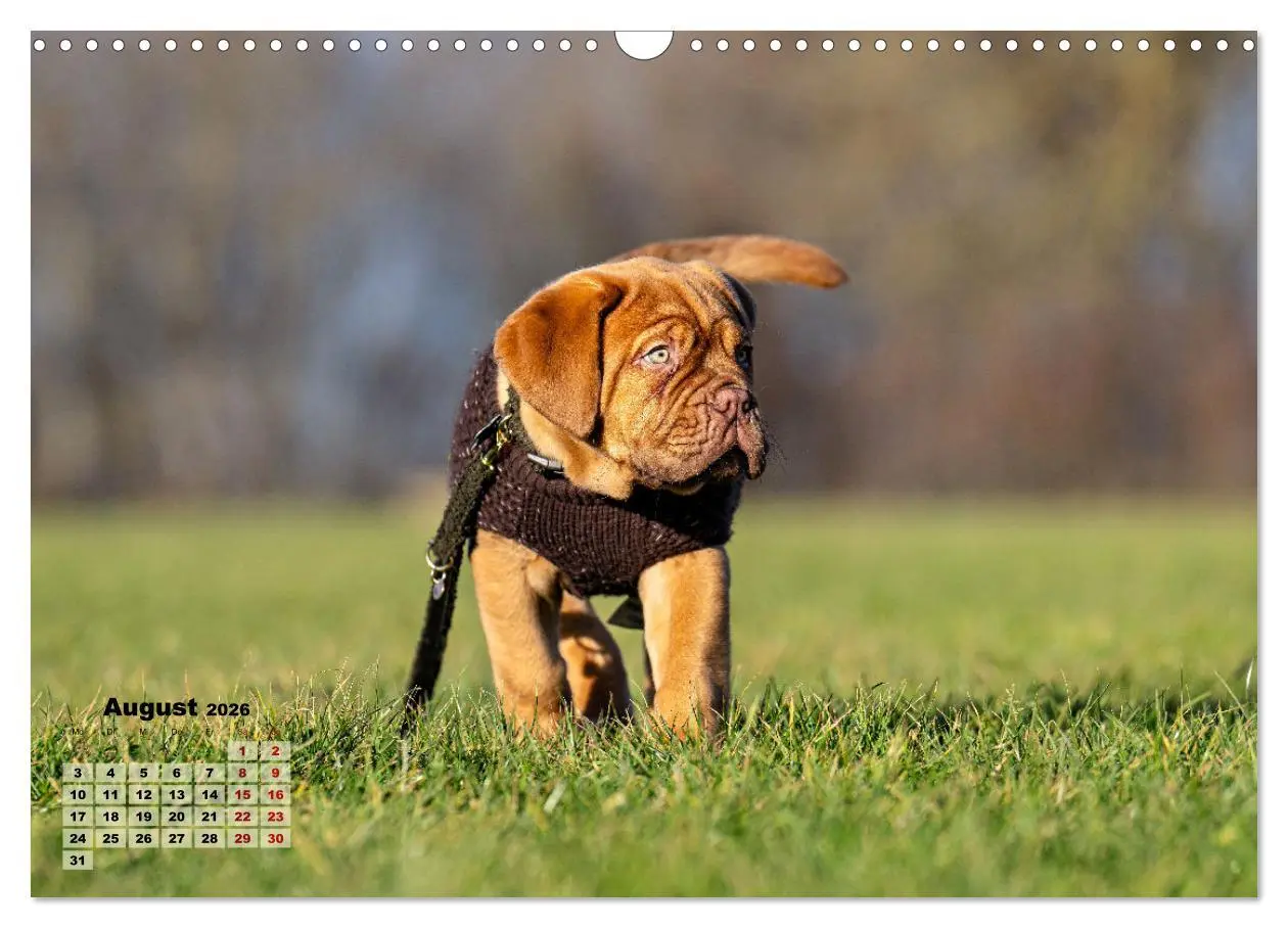 Bild: 9783457247969 | Eine kleine Bordeauxdogge entdeckt die Welt (Wandkalender 2026 DIN...