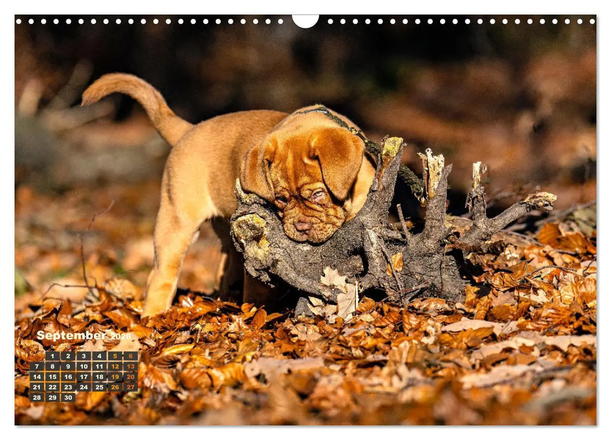 Bild: 9783457247969 | Eine kleine Bordeauxdogge entdeckt die Welt (Wandkalender 2026 DIN...