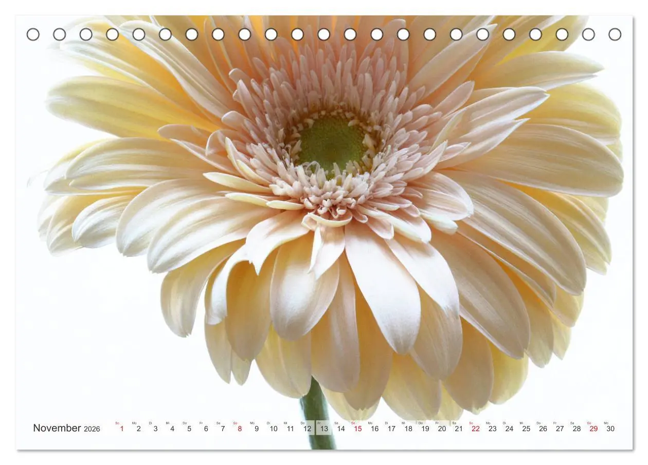 Bild: 9783457828069 | Blumenlust (Tischkalender 2026 DIN A5 quer), CALVENDO Monatskalender