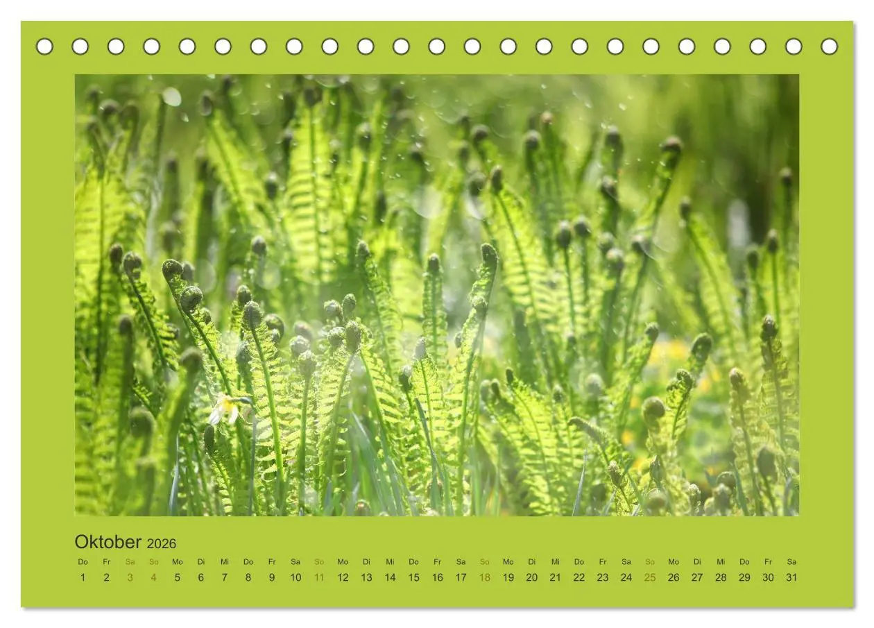 Bild: 9783516228069 | 12 Farben (Tischkalender 2026 DIN A5 quer), CALVENDO Monatskalender