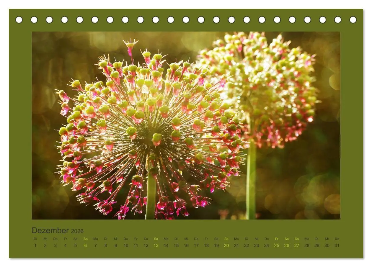 Bild: 9783516228069 | 12 Farben (Tischkalender 2026 DIN A5 quer), CALVENDO Monatskalender
