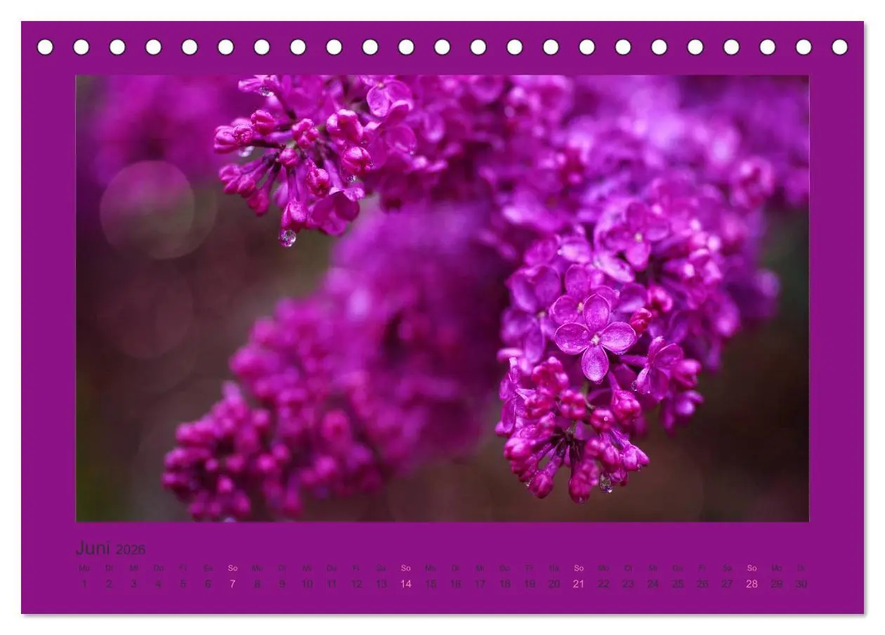 Bild: 9783516228069 | 12 Farben (Tischkalender 2026 DIN A5 quer), CALVENDO Monatskalender