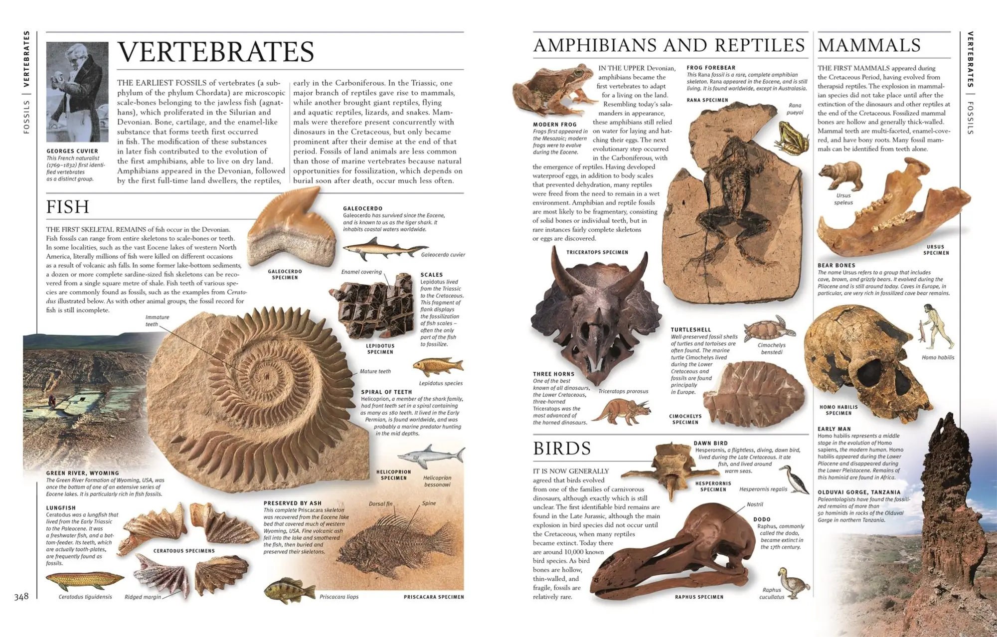 Bild: 9783831048069 | Steine &amp; Mineralien | Ronald L. Bonewitz | Buch | 360 S. | Deutsch