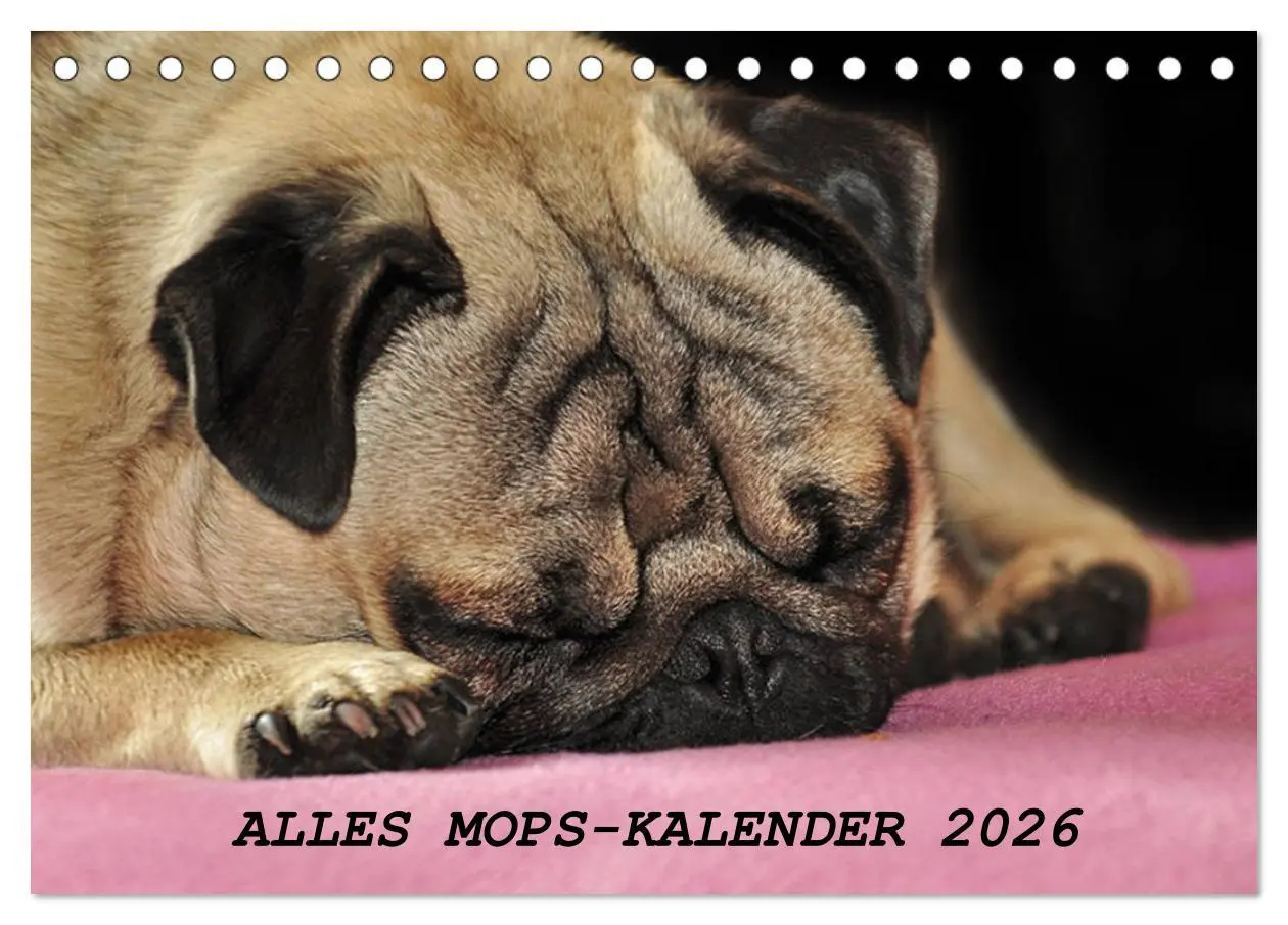 Cover: 9783457748169 | Alles Mops-Kalender 2026 (Tischkalender 2026 DIN A5 quer), CALVENDO...