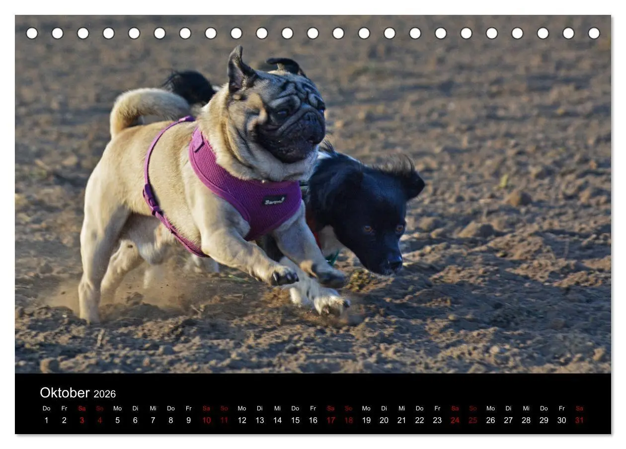 Bild: 9783457748169 | Alles Mops-Kalender 2026 (Tischkalender 2026 DIN A5 quer), CALVENDO...