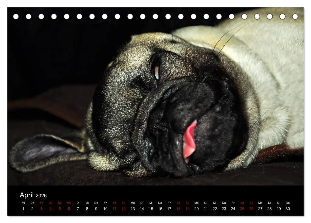 Bild: 9783457748169 | Alles Mops-Kalender 2026 (Tischkalender 2026 DIN A5 quer), CALVENDO...