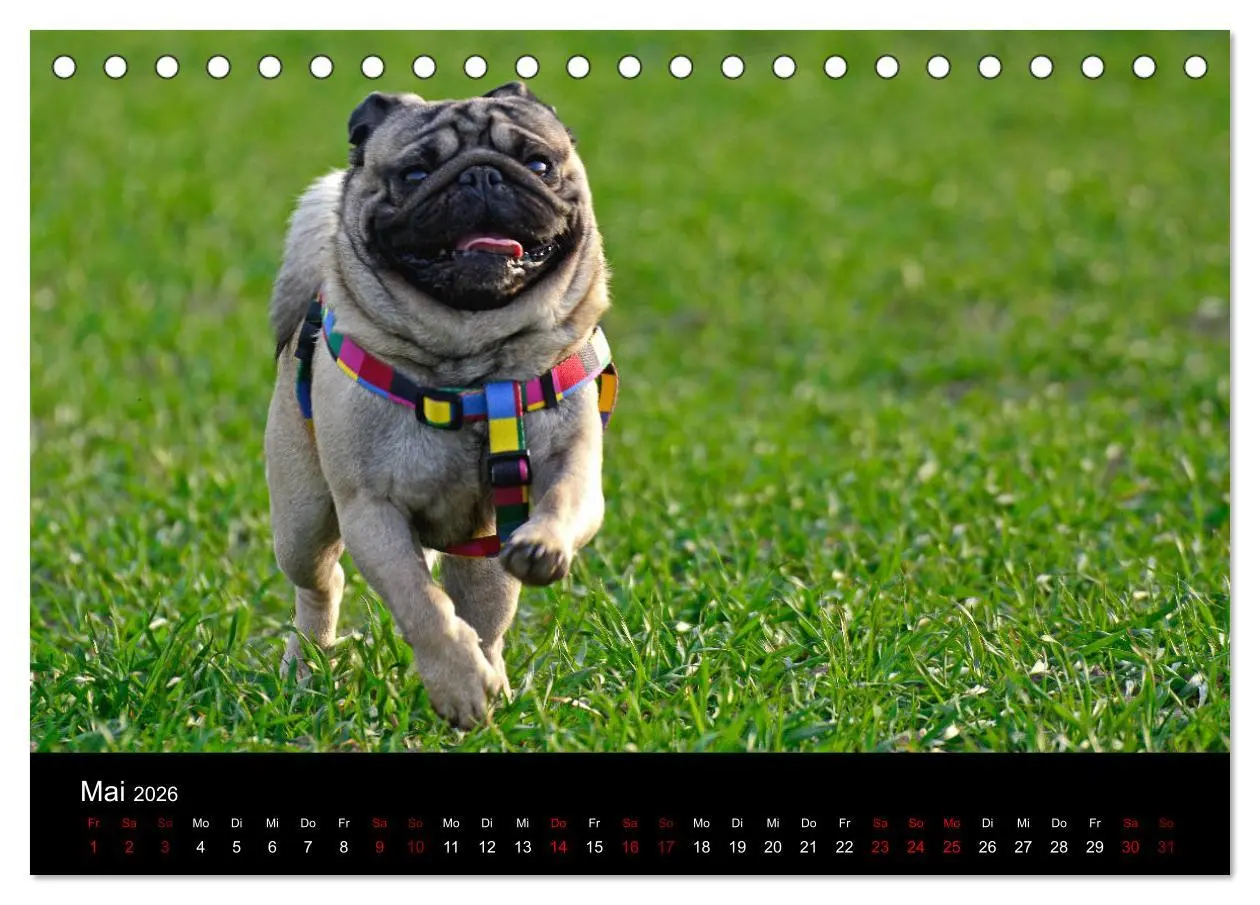 Bild: 9783457748169 | Alles Mops-Kalender 2026 (Tischkalender 2026 DIN A5 quer), CALVENDO...