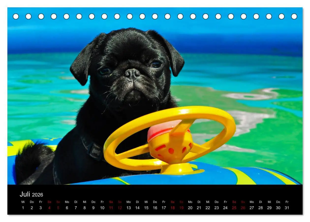 Bild: 9783457748169 | Alles Mops-Kalender 2026 (Tischkalender 2026 DIN A5 quer), CALVENDO...