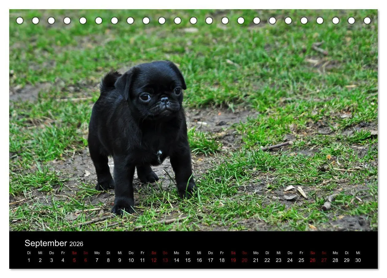 Bild: 9783457748169 | Alles Mops-Kalender 2026 (Tischkalender 2026 DIN A5 quer), CALVENDO...