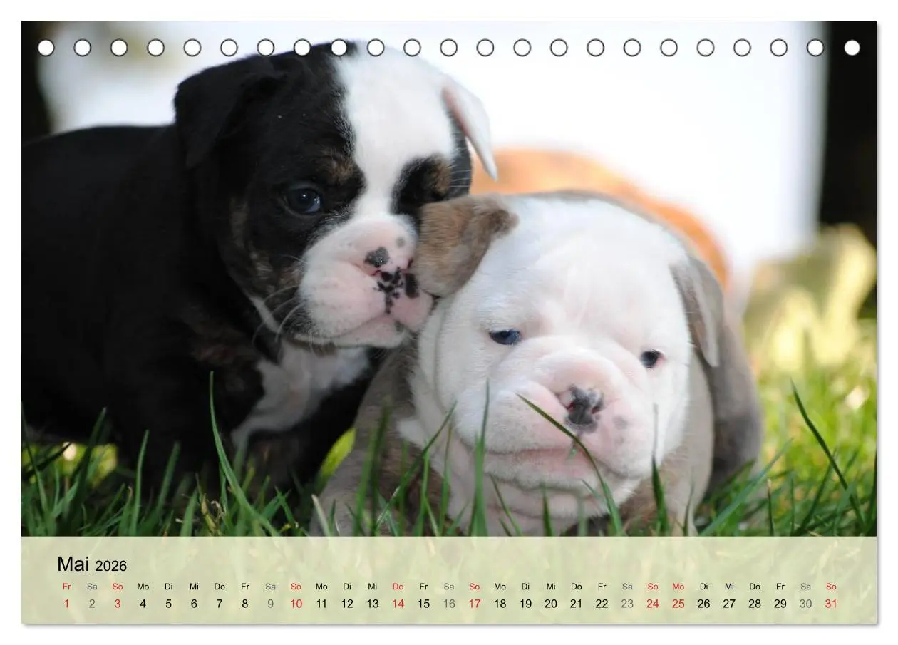Bild: 9783516138269 | Bulldoggen-Kindergarten (Tischkalender 2026 DIN A5 quer), CALVENDO...