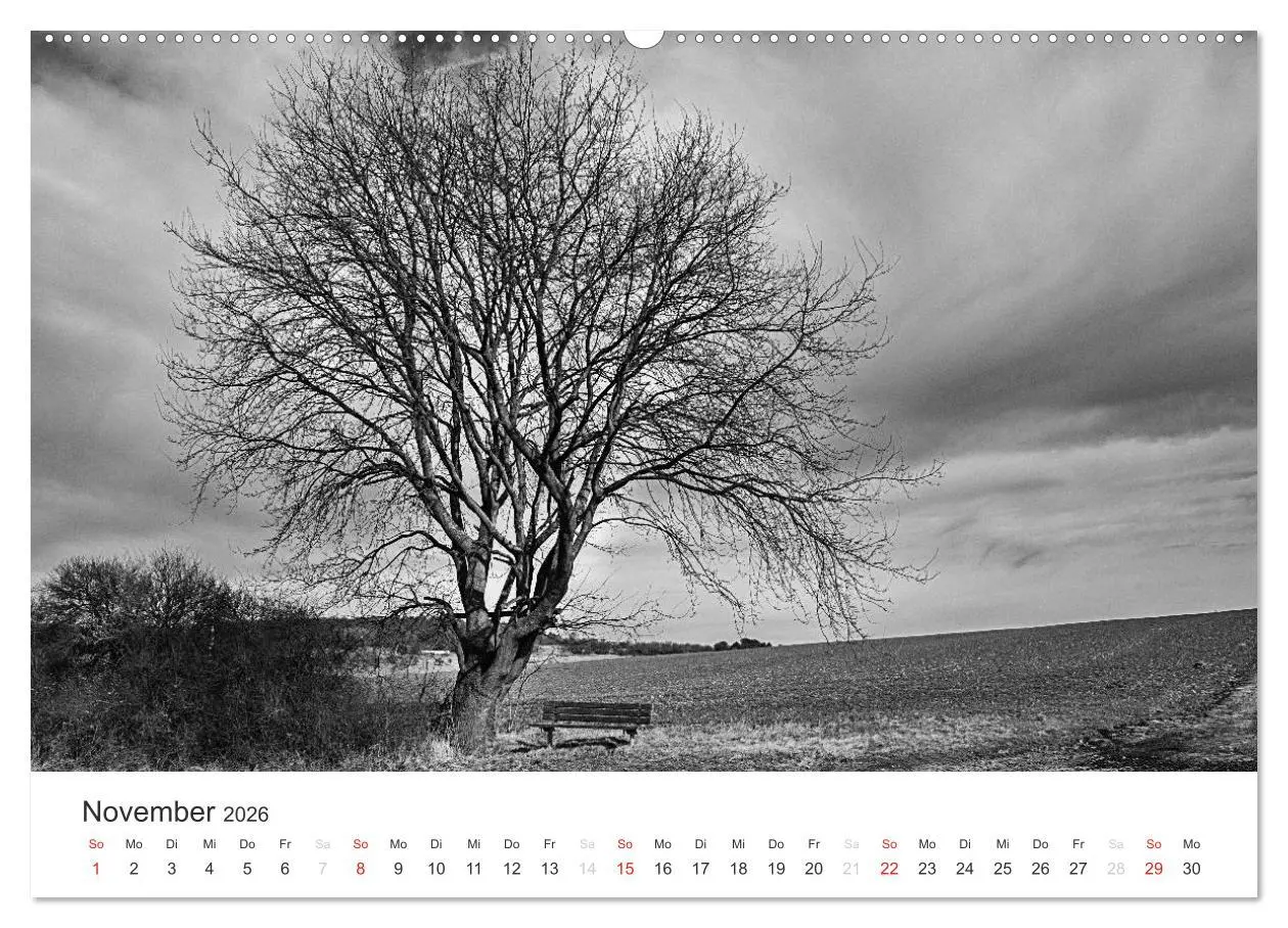 Bild: 9783516118469 | Bäume - Naturschönheiten in schwarz-weiß (Wandkalender 2026 DIN A2...