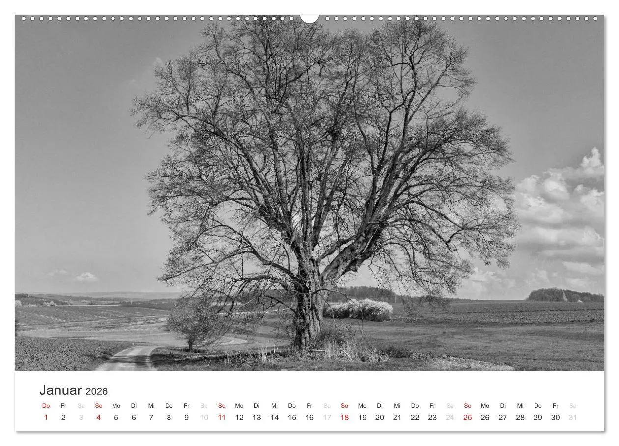 Bild: 9783516118469 | Bäume - Naturschönheiten in schwarz-weiß (Wandkalender 2026 DIN A2...