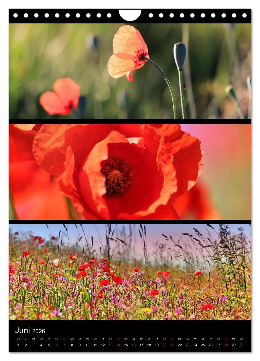 Bild: 9783516358469 | Bezaubernde Farben der Natur (Wandkalender 2026 DIN A4 hoch),...