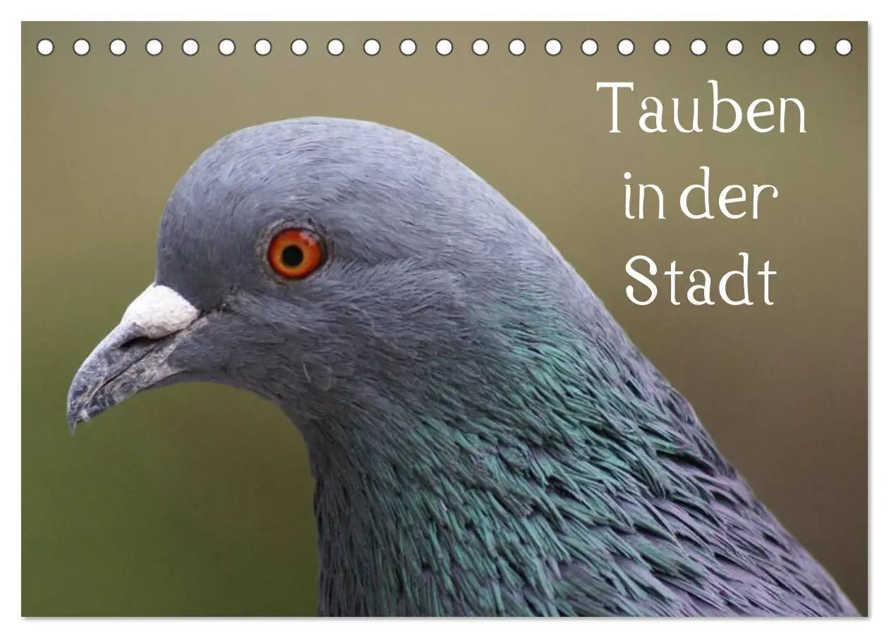 Cover: 9783516198669 | Tauben in der Stadt (Tischkalender 2026 DIN A5 quer), CALVENDO...
