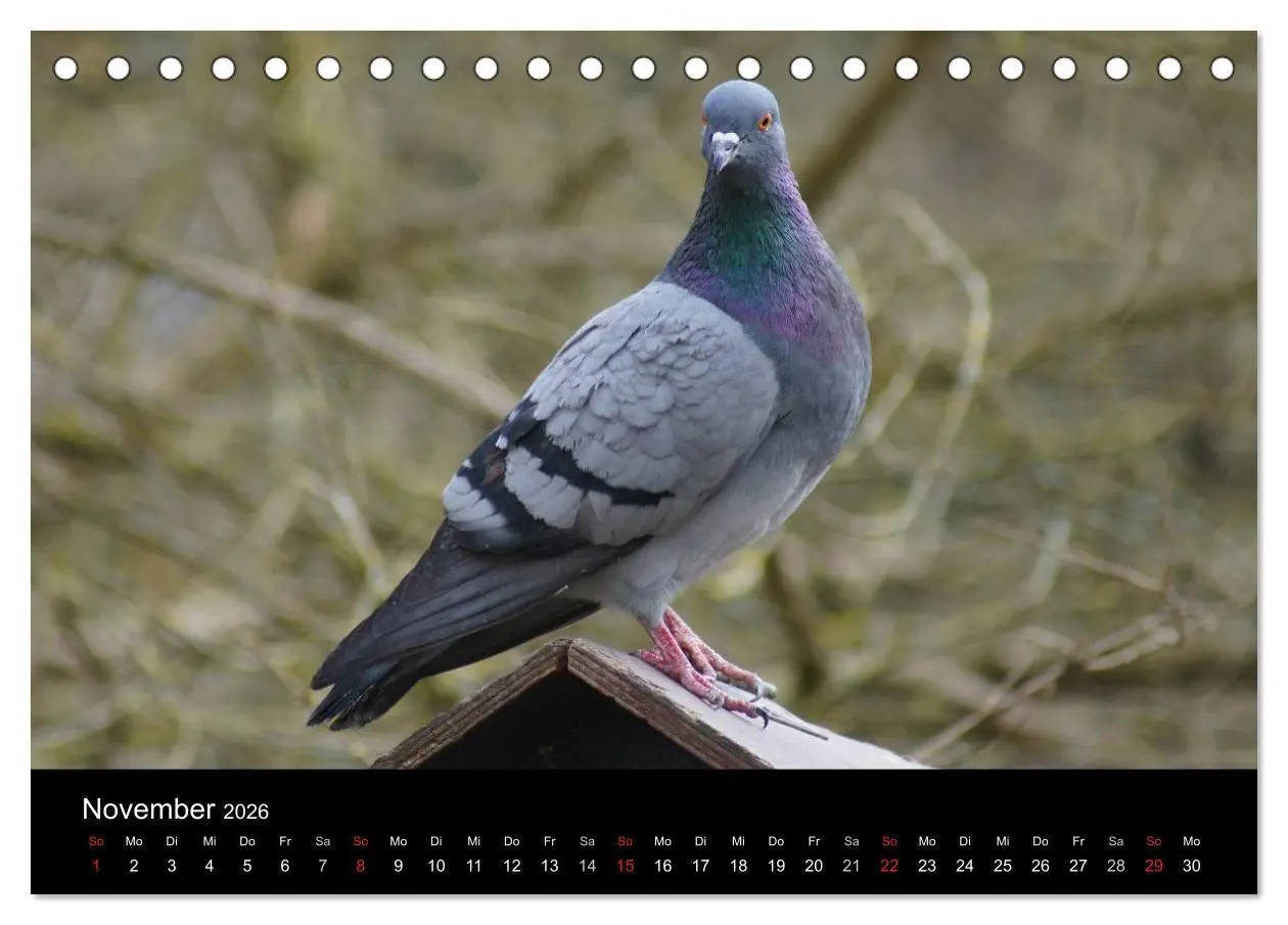 Bild: 9783516198669 | Tauben in der Stadt (Tischkalender 2026 DIN A5 quer), CALVENDO...