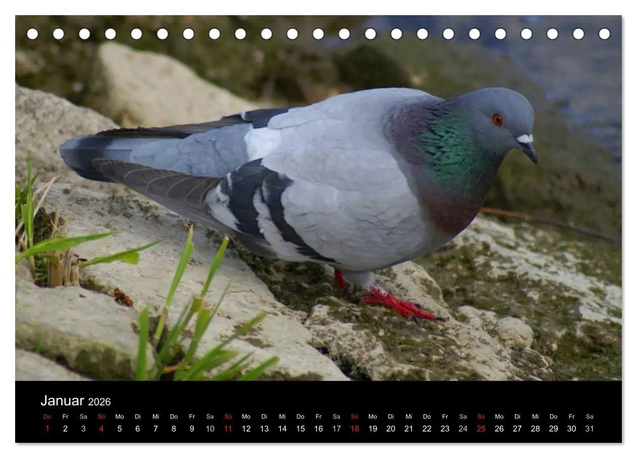 Bild: 9783516198669 | Tauben in der Stadt (Tischkalender 2026 DIN A5 quer), CALVENDO...