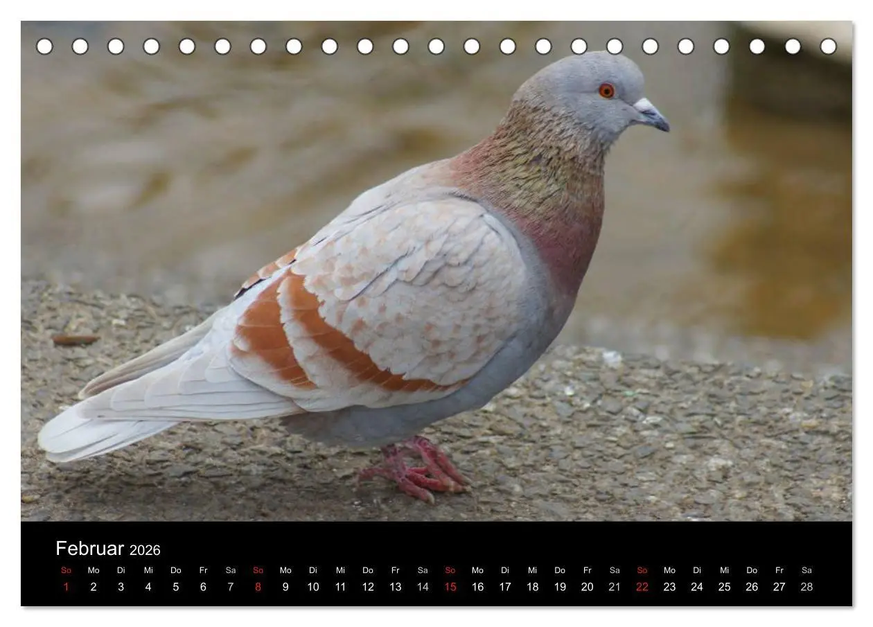 Bild: 9783516198669 | Tauben in der Stadt (Tischkalender 2026 DIN A5 quer), CALVENDO...