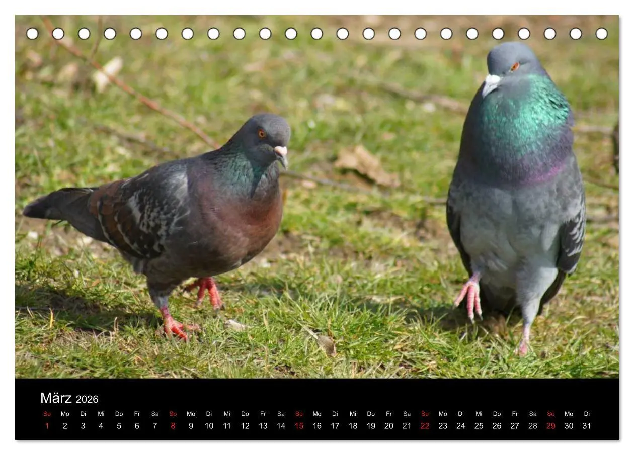 Bild: 9783516198669 | Tauben in der Stadt (Tischkalender 2026 DIN A5 quer), CALVENDO...