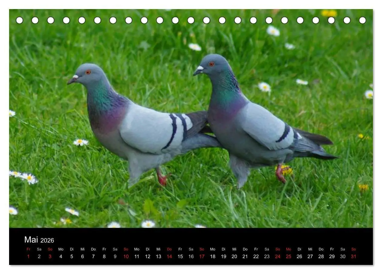 Bild: 9783516198669 | Tauben in der Stadt (Tischkalender 2026 DIN A5 quer), CALVENDO...