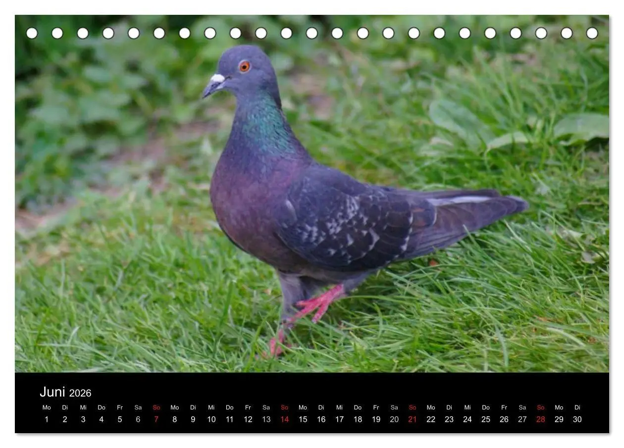 Bild: 9783516198669 | Tauben in der Stadt (Tischkalender 2026 DIN A5 quer), CALVENDO...