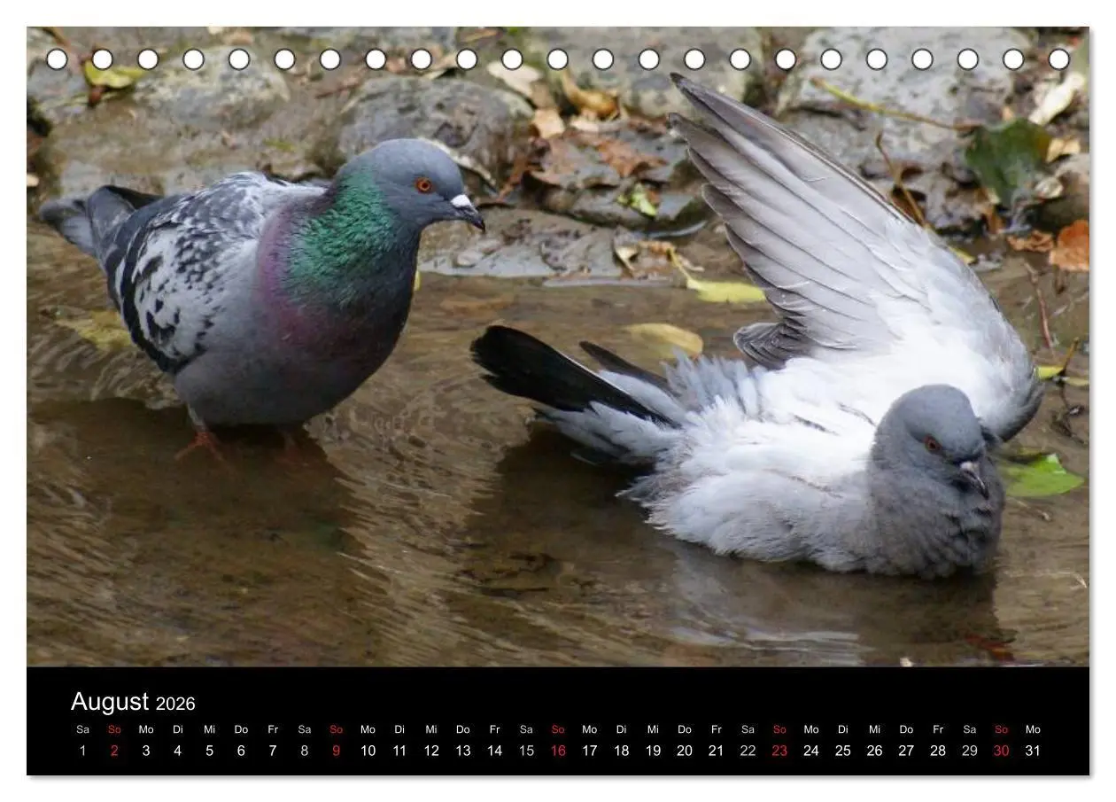 Bild: 9783516198669 | Tauben in der Stadt (Tischkalender 2026 DIN A5 quer), CALVENDO...