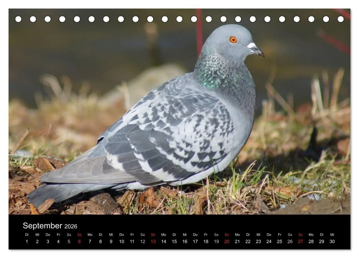 Bild: 9783516198669 | Tauben in der Stadt (Tischkalender 2026 DIN A5 quer), CALVENDO...