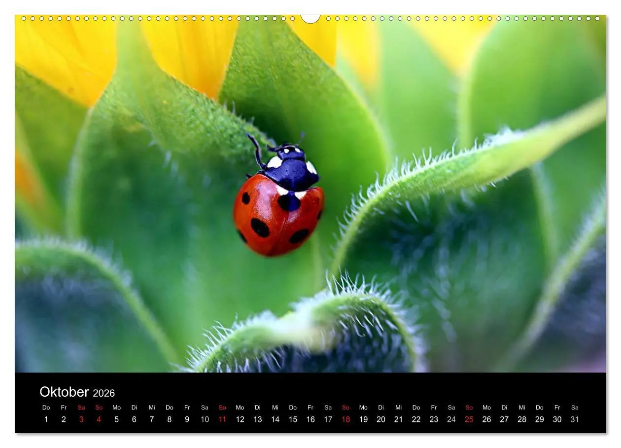 Bild: 9783516188769 | Makro-Kalender 2026 (Wandkalender 2026 DIN A2 quer), CALVENDO...