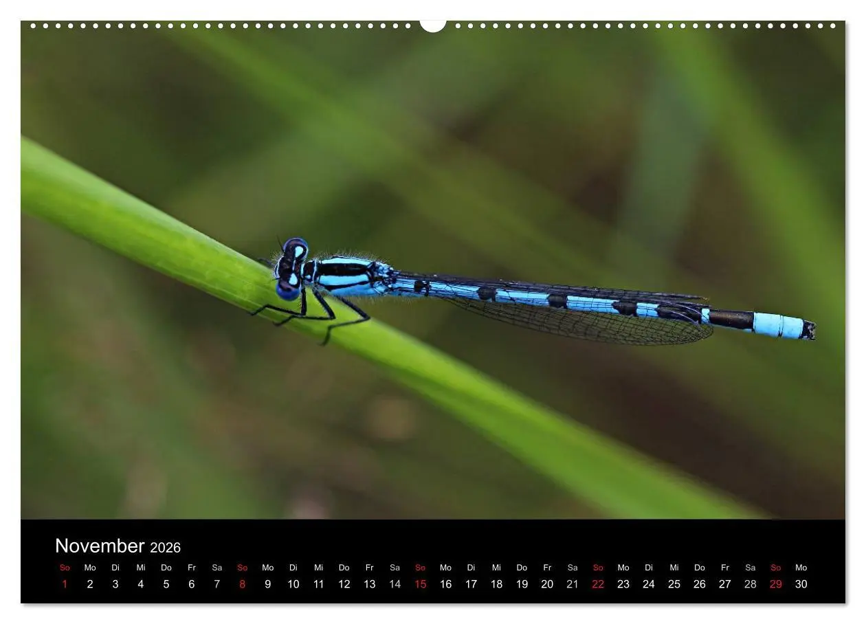Bild: 9783516188769 | Makro-Kalender 2026 (Wandkalender 2026 DIN A2 quer), CALVENDO...