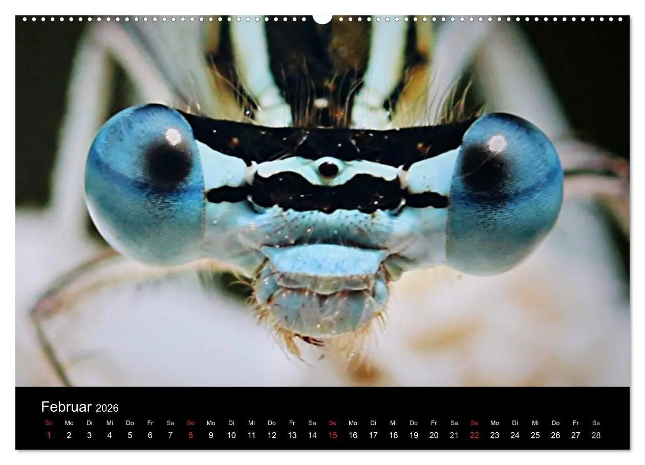 Bild: 9783516188769 | Makro-Kalender 2026 (Wandkalender 2026 DIN A2 quer), CALVENDO...