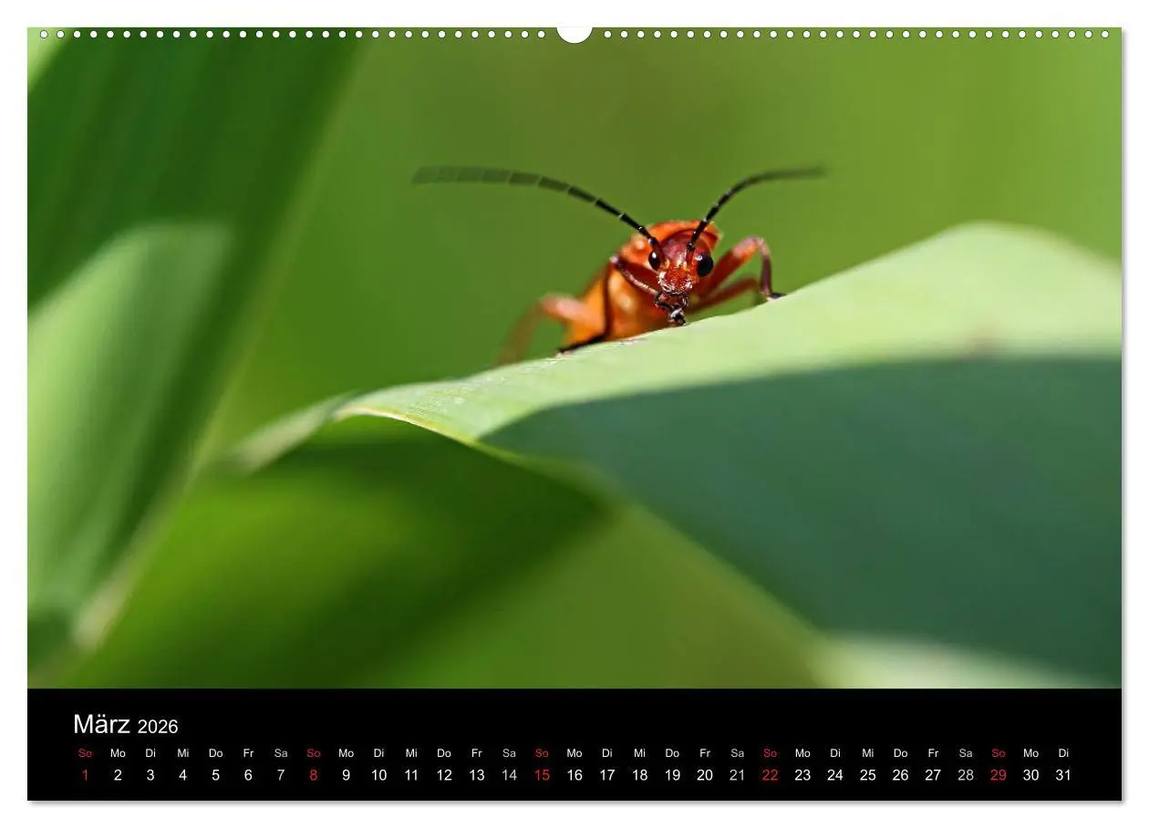 Bild: 9783516188769 | Makro-Kalender 2026 (Wandkalender 2026 DIN A2 quer), CALVENDO...