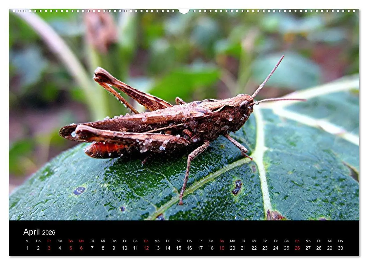 Bild: 9783516188769 | Makro-Kalender 2026 (Wandkalender 2026 DIN A2 quer), CALVENDO...