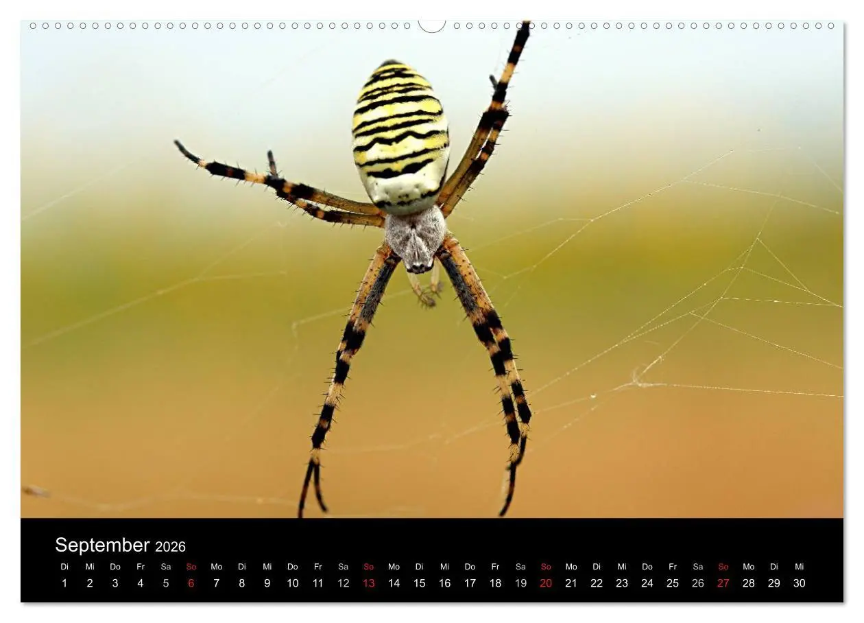 Bild: 9783516188769 | Makro-Kalender 2026 (Wandkalender 2026 DIN A2 quer), CALVENDO...