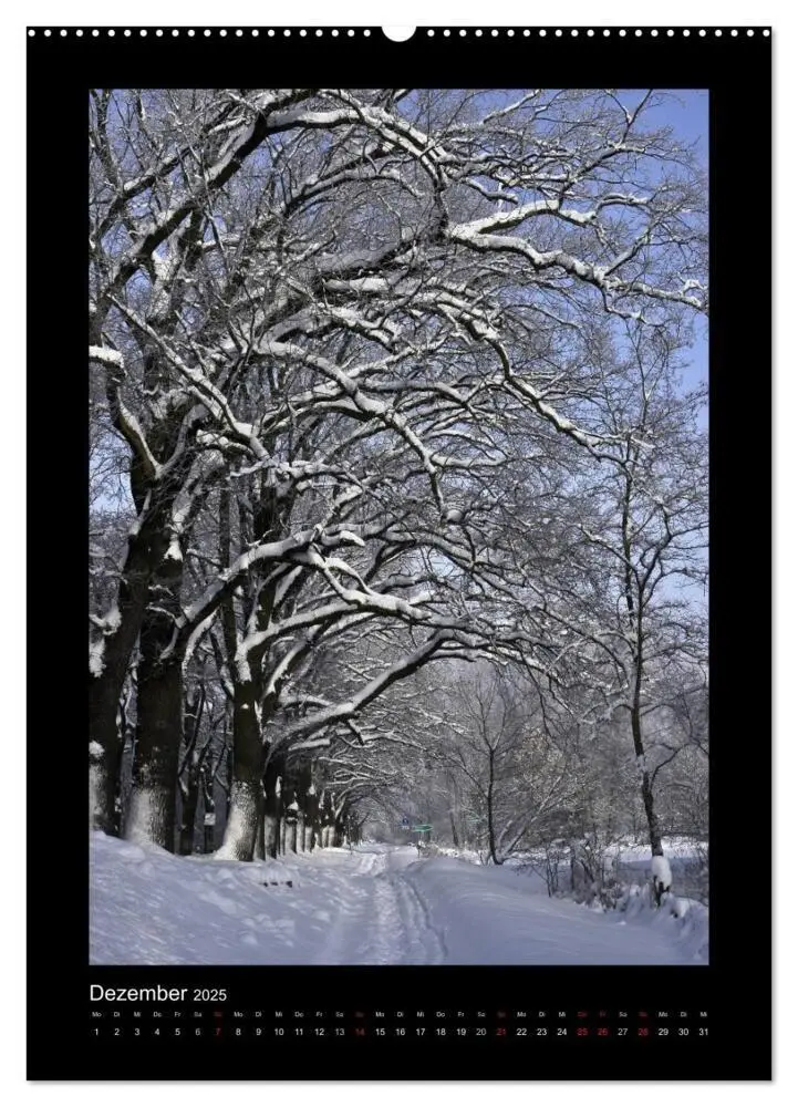 Bild: 9783457088869 | Mythos Baum / 2025 (Wandkalender 2025 DIN A2 hoch), CALVENDO...