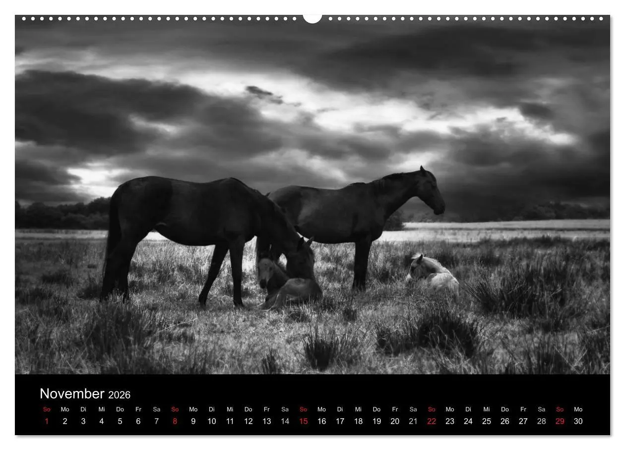 Bild: 9783516168969 | Pferde 2026 Wild Thing (Wandkalender 2026 DIN A2 quer), CALVENDO...